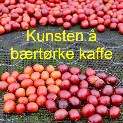 Del 5: Kunsten å bærtørke kaffe: En guide fra bær til bønne