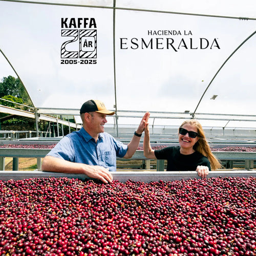 Fra Europas første Geisha til Cañas Verdes: Historien bak vår mest eksklusive kaffe