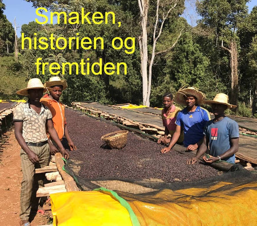 Del 4: Bærtørket kaffe. Smaken, historien og fremtiden