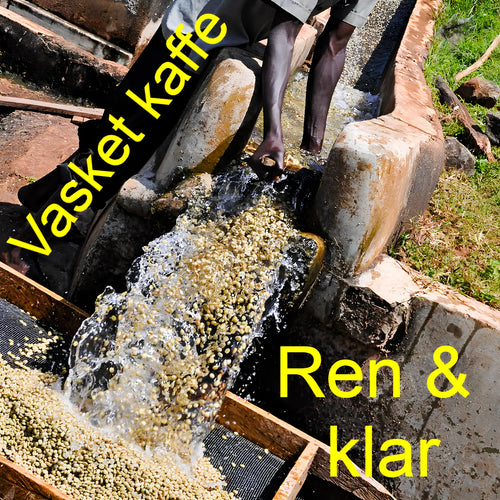 Del 6: Vasket kaffe – Kunsten å skape en ren og klar smak