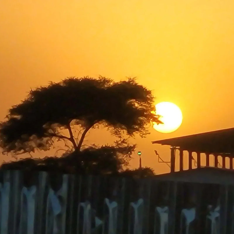 Kaffebønner Etiopia Refisa Nensebo Økologisk