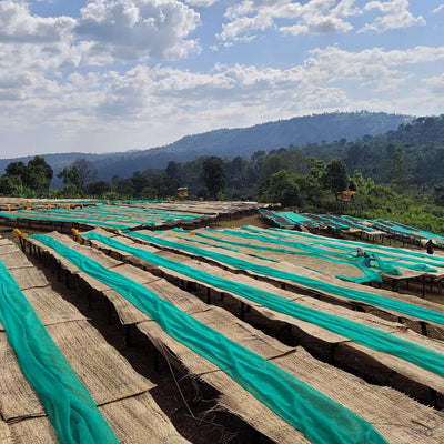 Kaffebønner Etiopia Refisa Nensebo Økologisk