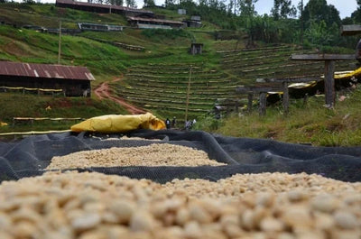 Kaffebønner Kenya Thimu AA