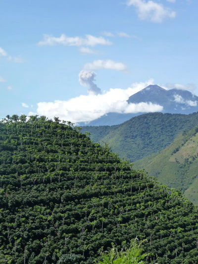 Kaffebønner Guatemala Buena Vista