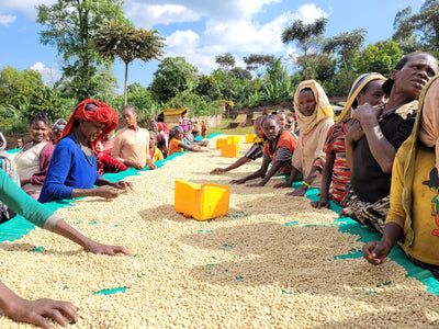 Kaffebønner Etiopia Chelbesa