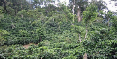 Kaffebønner Økologisk Colombia Tayrona 250g