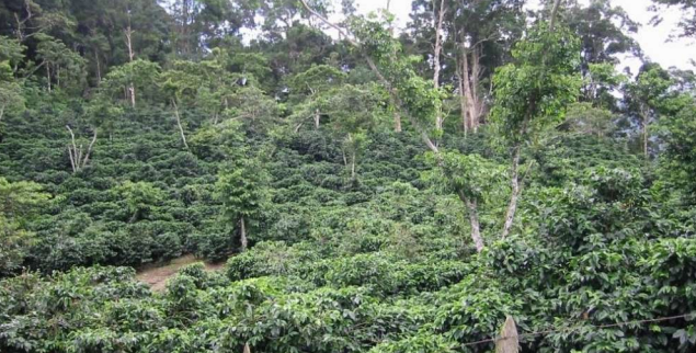 Kaffebønner Økologisk Colombia Tayrona 250g