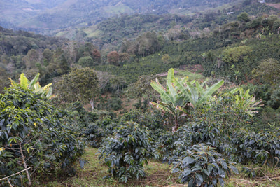 Kaffebønner Peru Damian Espinoza