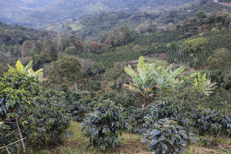 Kaffebønner Peru Damian Espinoza