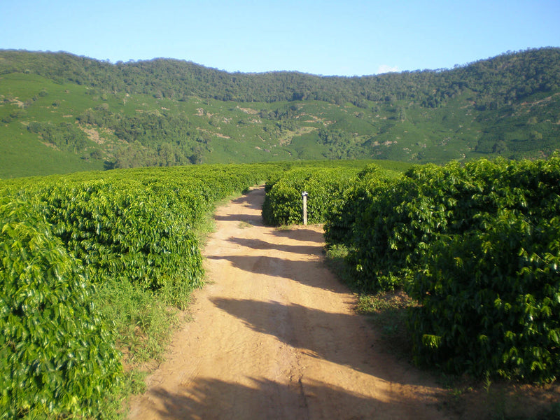 Kaffebønner 1kg Brasil Fazenda IP