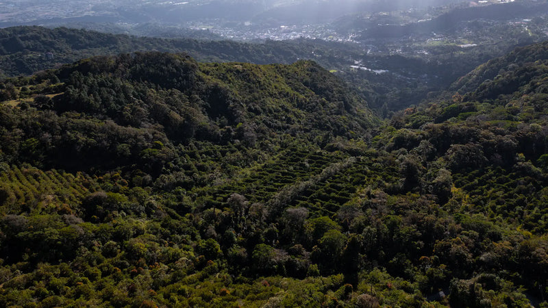 Geisha Jubileumssett: La Esmeralda, en studie i perfeksjon