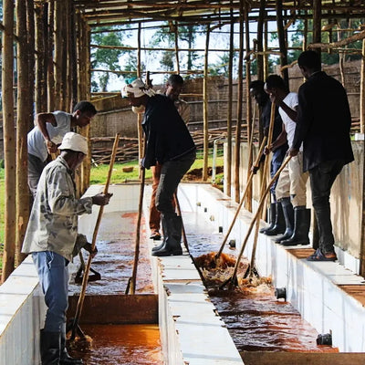 Kaffebønner Fruktig Julekaffe fra Etiopia