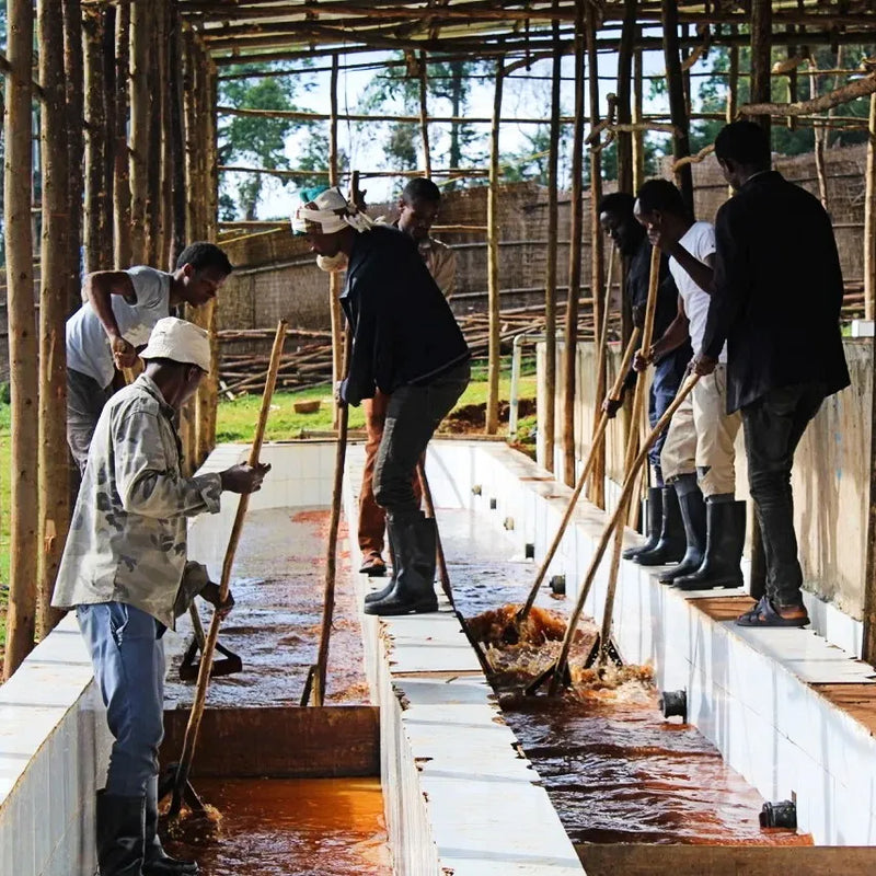Kaffebønner Fruktig Julekaffe fra Etiopia