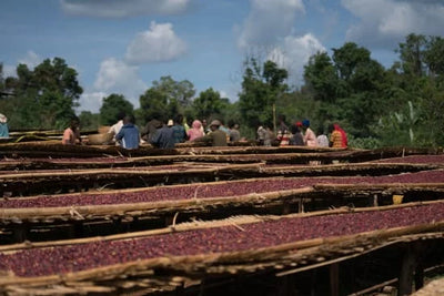 Kaffebønner Fruktig Julekaffe fra Etiopia