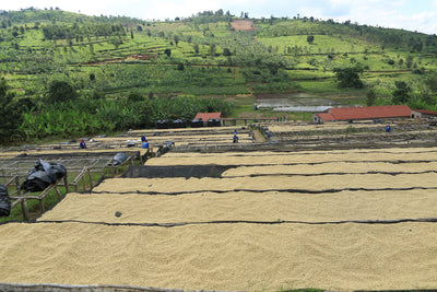 Kaffebønner Rwanda Kinazi