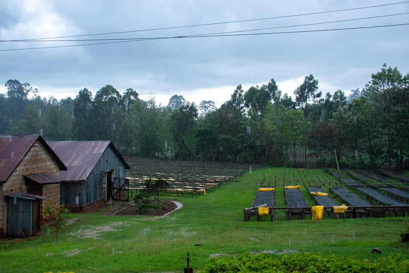 Kaffebønner Kenya Marua AB