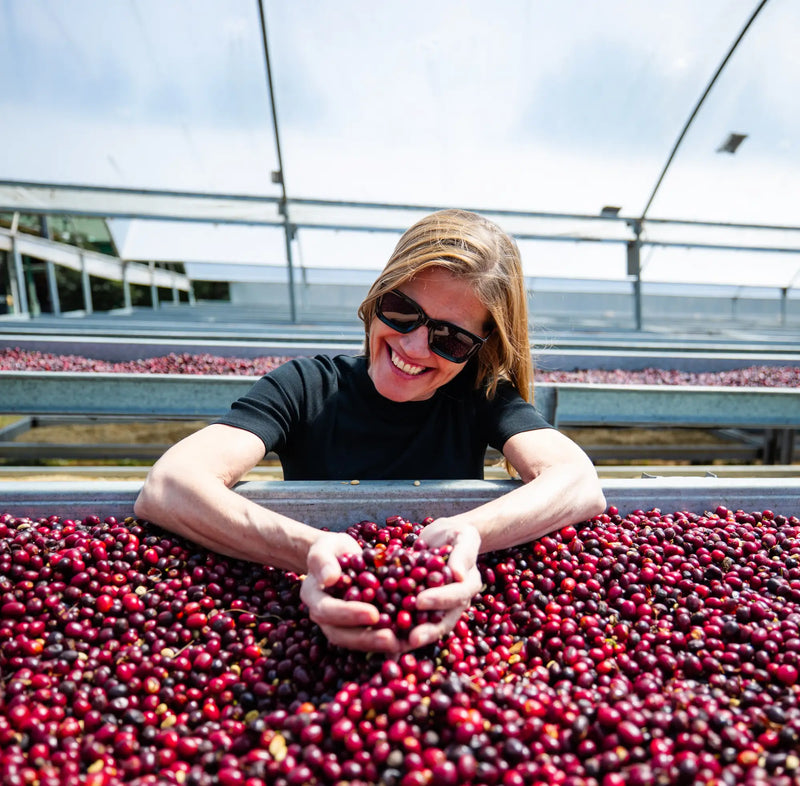 Geisha Jubileumssett: La Esmeralda, en studie i perfeksjon
