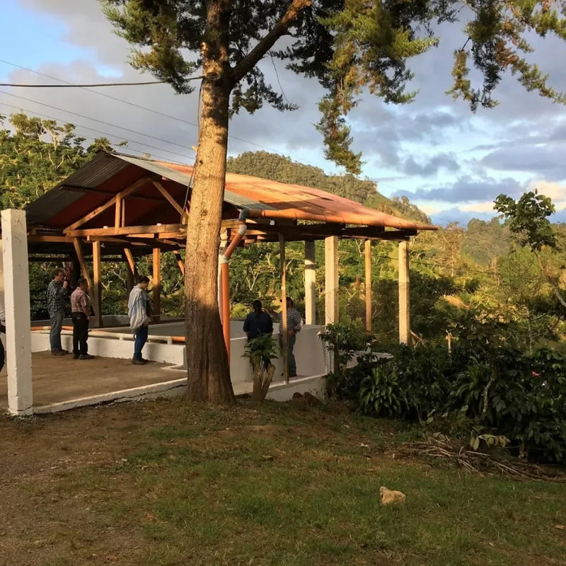 Kaffebønner Klassisk Julekaffe fra Guatemala