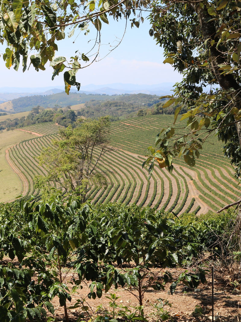 Kaffebønner Brasil Santuario Sul