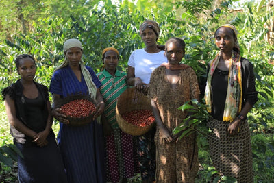 Kaffebønner Etiopia Bishan Fugu