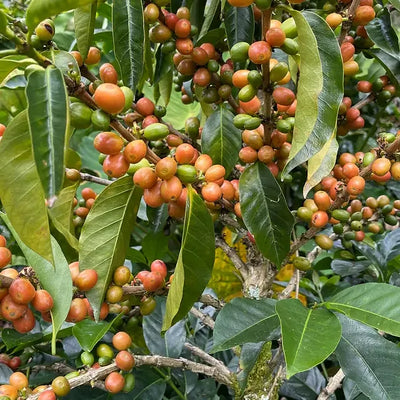 Kaffebønner Colombia La Serrania Dekaffeinert 250g