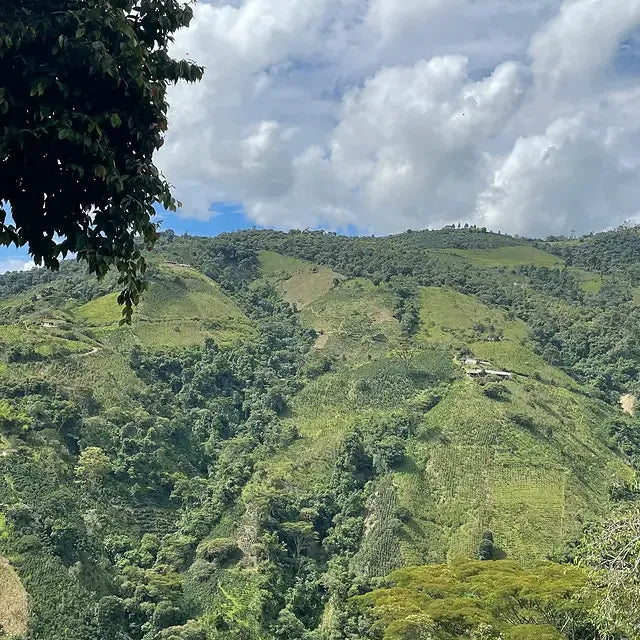 Kaffebønner Colombia La Serrania Dekaffeinert 250g