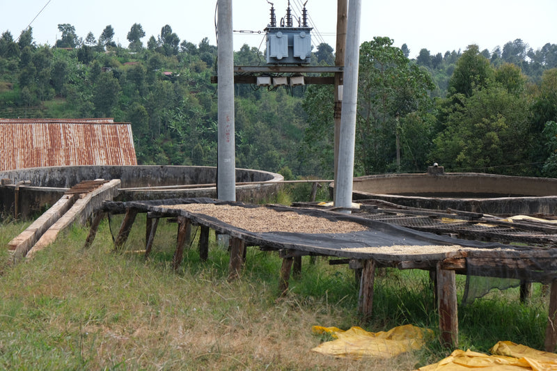 Kaffebønner Kenya Thiririka Kiganjo
