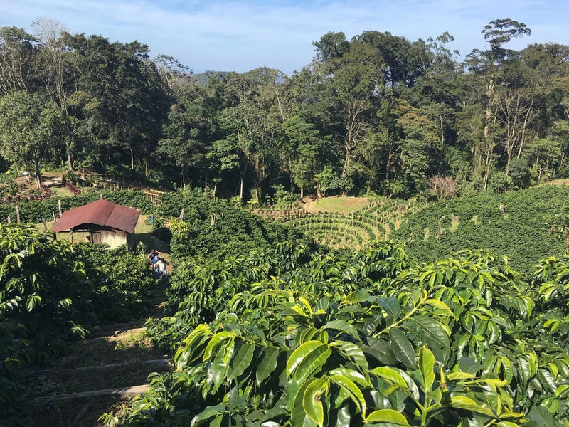 Kaffebønner Honduras Los Quetzales Geisha