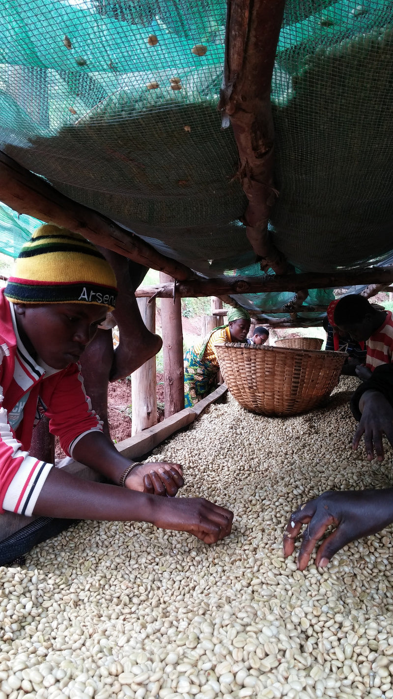 Kaffe grønn råkaffe 500g Honduras - KAFFAbutikk