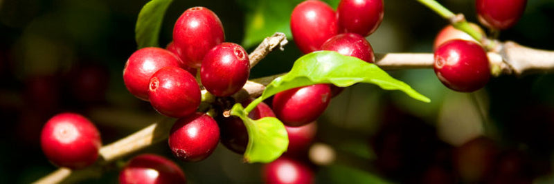 Kaffebønner 250g Dekaffinert kaffe fra Acevedo Colombia - KAFFAbutikk
